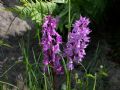 Orchis mascula